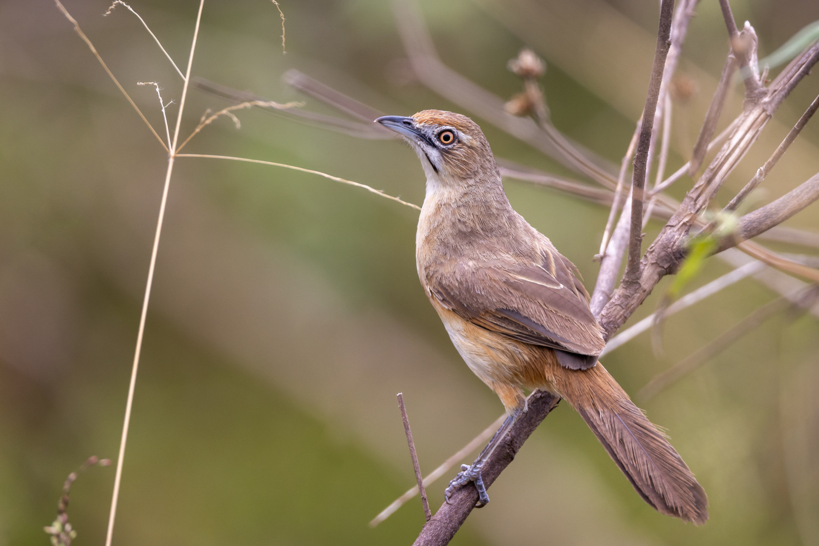 image Moustached Grass-Warbler